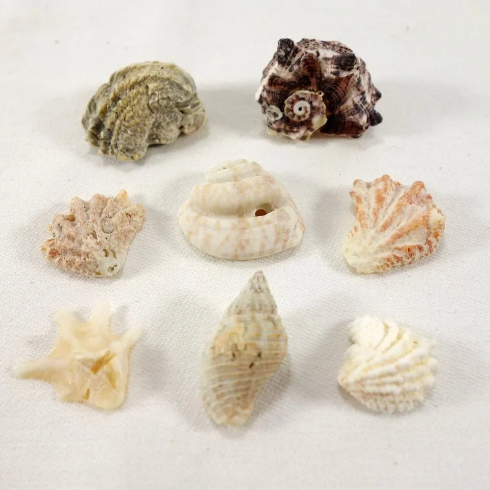 Natural Mini Shells‎ Set of 8 Miniature Crafting Nautical Beach Decor Seashells